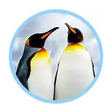 G&G Pinguine
