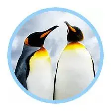 kaiserpinguin_ninestar